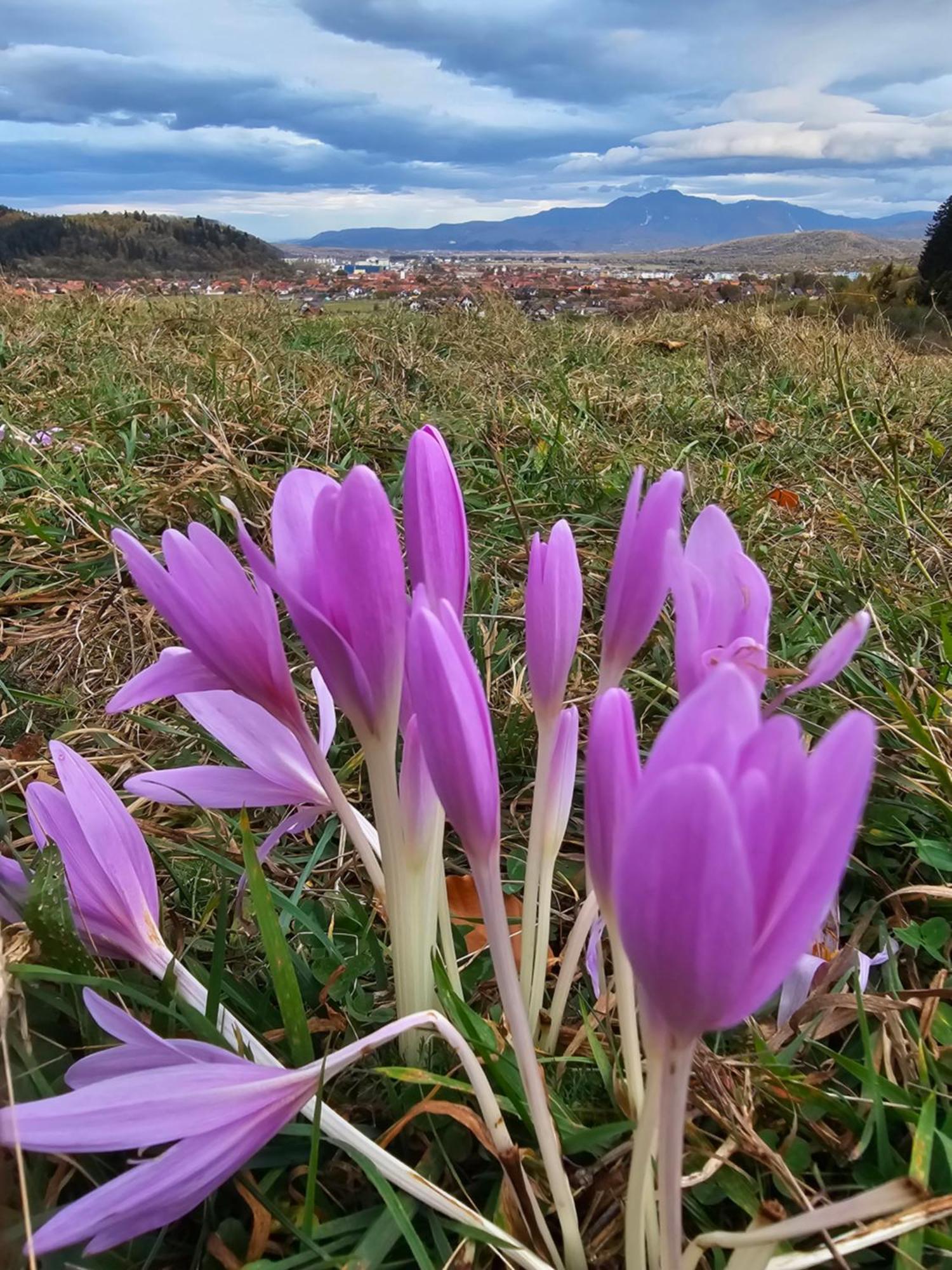 Pensiunea Kyfana Zărneşti المظهر الخارجي الصورة